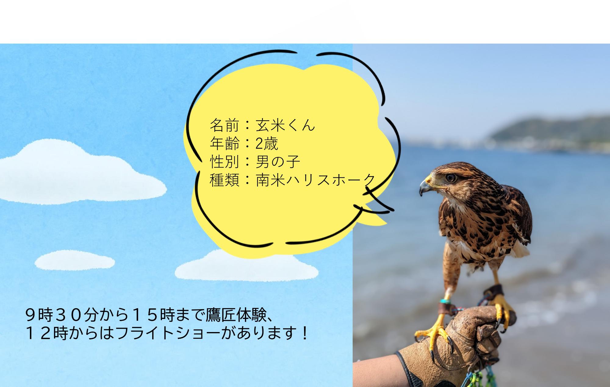 南米ハリスホークの玄米くんは、空のハンターらしくスラリとした凛々しい姿です。