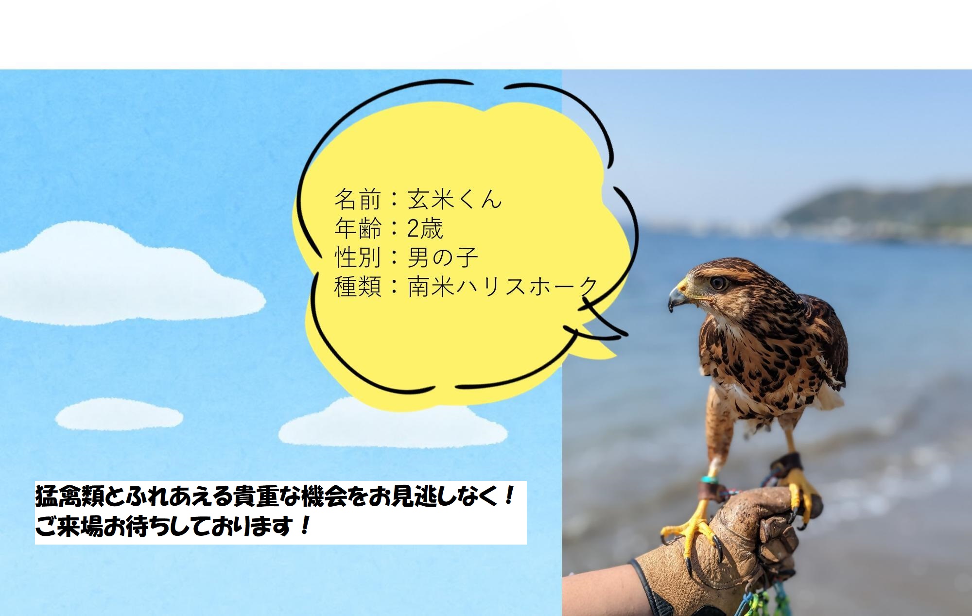 南米ハリスホークの玄米くん。空のハンターらしく鋭いクチバシと爪を備えていますが、可愛らしい表情をしています。