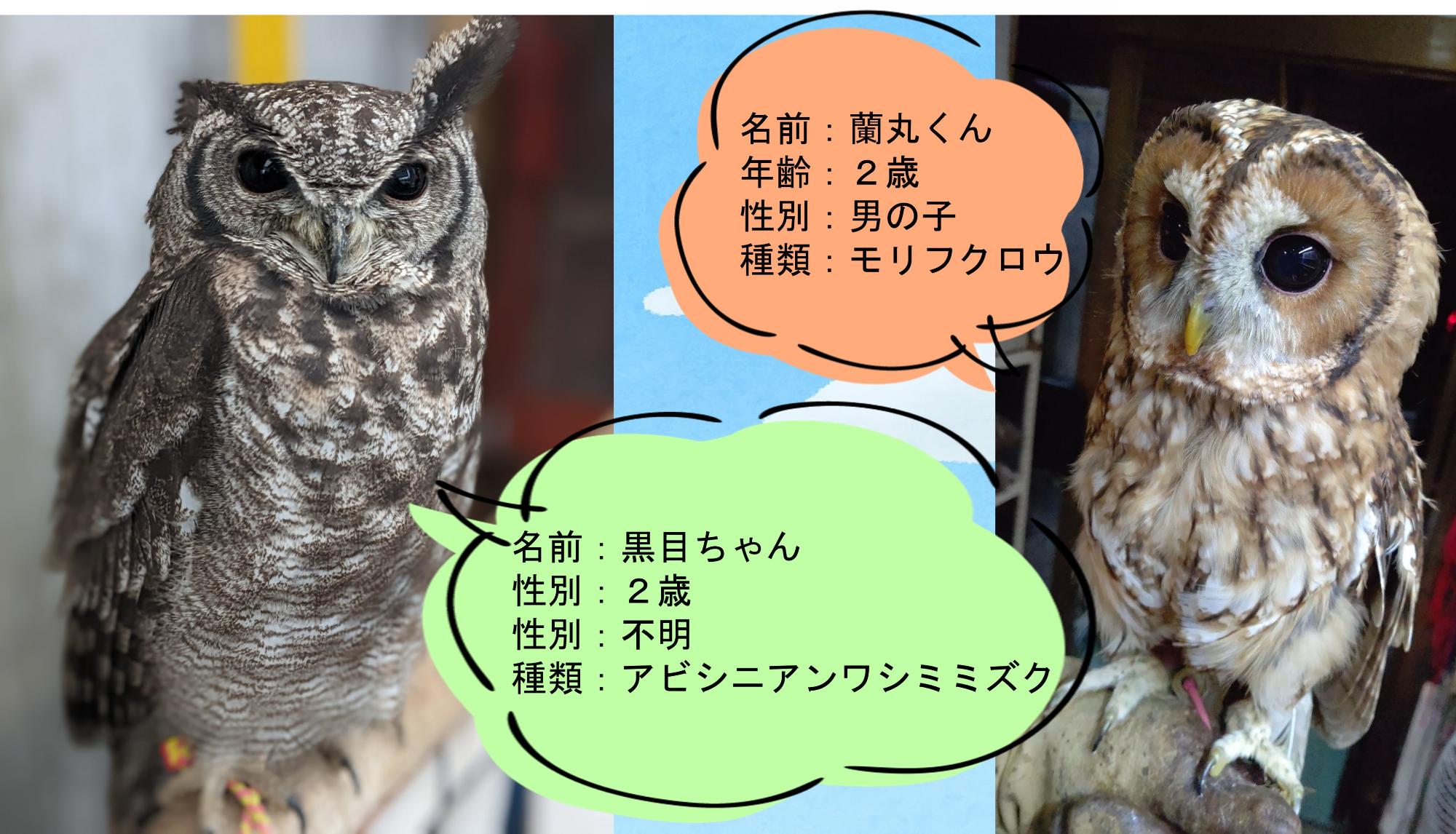 味彩ゾーンに来てくれる猛禽類たちの画像です。ミミズクの黒目ちゃんと蘭丸くんは、羽毛がフワフワでかわいらしいです。