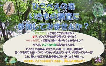 ひこべえの森 いきもの調査への参加募集のチラシ