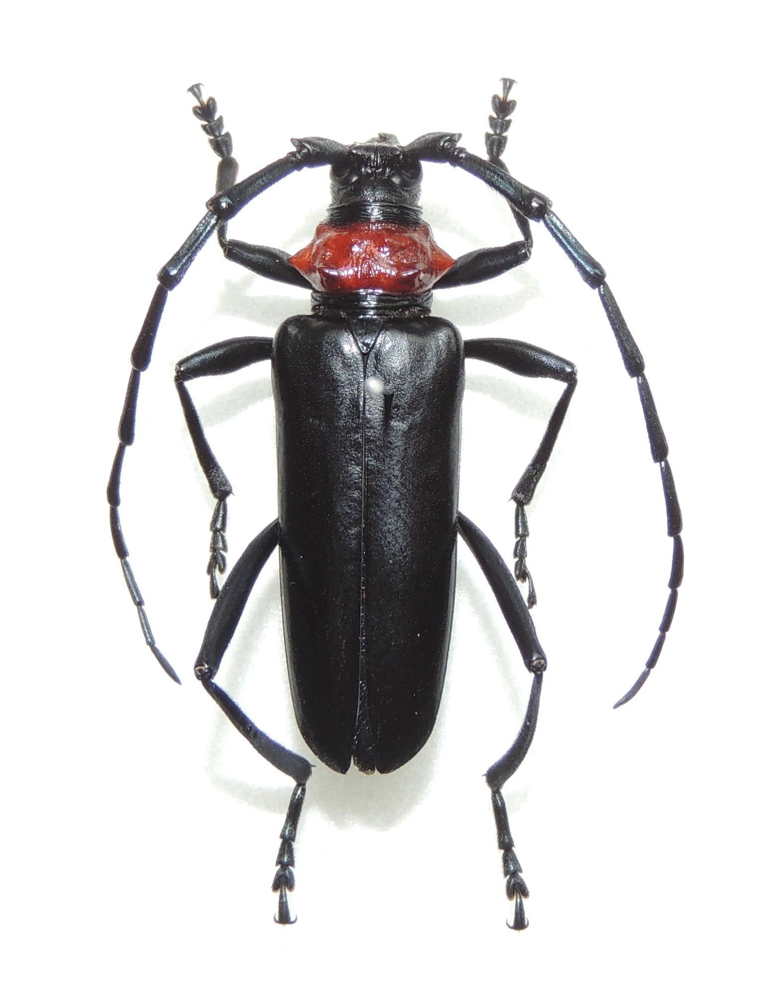 クビアカツヤカミキリのメスの成虫の写真
