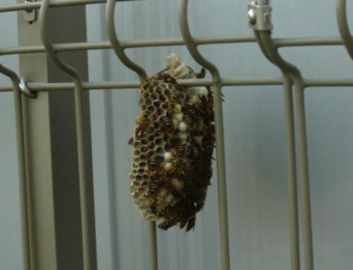 棒についているアシナガバチの巣の写真