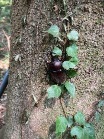 カブトムシ