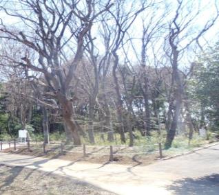 L字型に広がっている道路と枯れている木々の写真