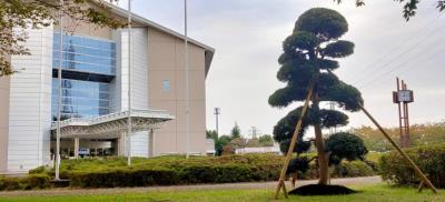 白を基調とした建物と緑の木の写真