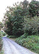 木が道の上にせり出している砂利道の写真