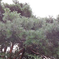 白い空の中、松葉が茂る様子が画面いっぱいに写る写真