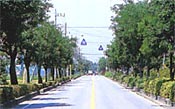 左右に街路樹が並んでいるまっすぐな道路の写真