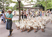 一人の飼育員が、30頭ほどの、アヒルを連れて歩いている東武動物公園の写真