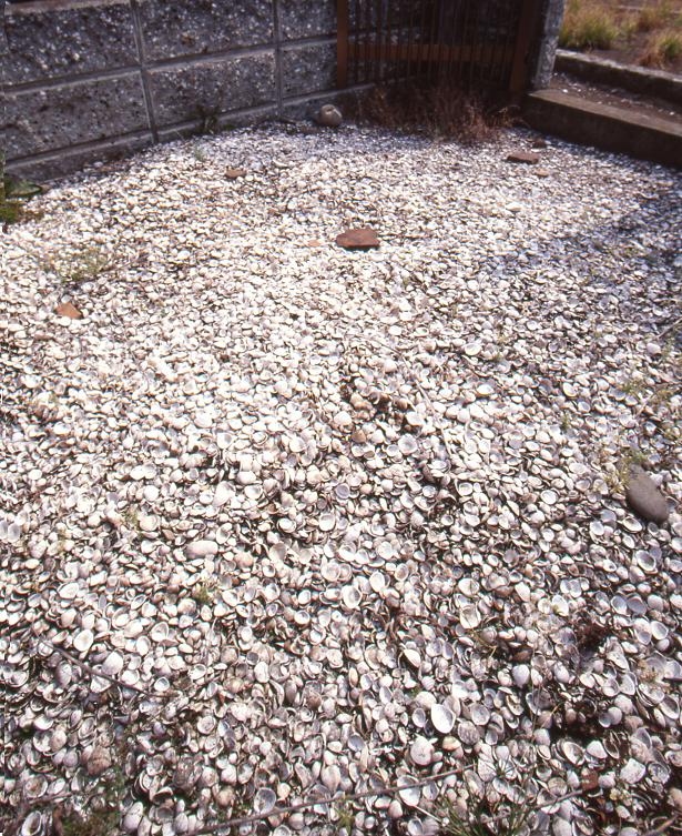 正福院の敷地の一角に沢山の貝殻がある写真