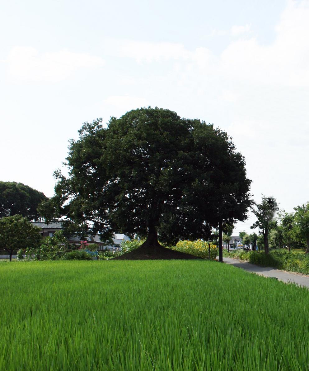 青々とした葉が茂り、大きな木が立っている畑の写真