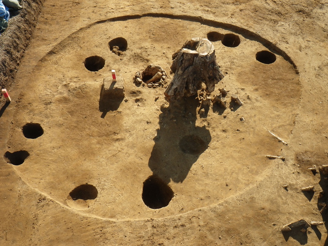 円形に窪ませた中に大きな穴や枯れた木の根がある発掘調査区域の写真
