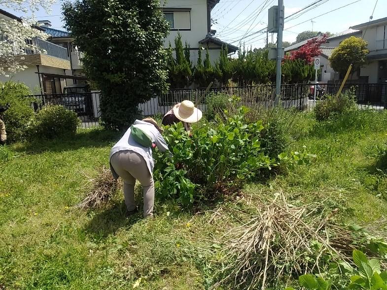 市民団体があじさいを剪定
