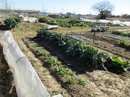 広い畑に野菜が沢山植えてある農園の写真