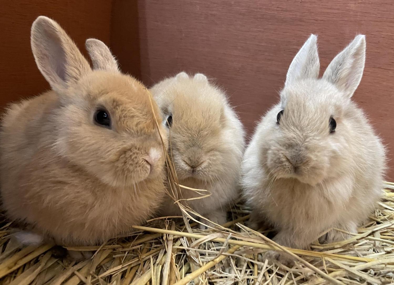 移動動物園でも登場するウサギの画像です
