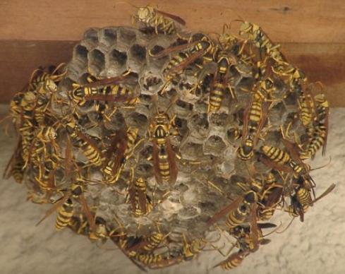 アシナガバチの巣に大量のアシナガバチが止まっている写真