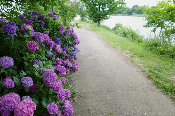 遊歩道の左に沢山ある満開のアジサイと、奥に紫山沼が写っている写真