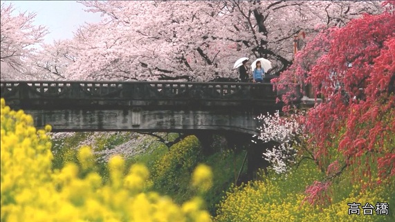桜や菜の花に囲まれた高台橋の上で二人が傘をさしている写真