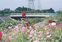 咲き誇る、色とりどりの花が目の前に、義理橋が背景に写っている写真