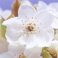 咲き誇る、真っ白な梨の花が、アップの構図で写っている写真
