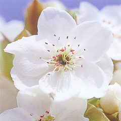 集まって咲いている梨の花の中から一輪を大きく切り取った写真