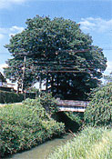 青空の下、川にかかった橋の、近くにある、保存樹木・保存樹林を写した写真