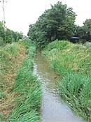 左右に草が茂る水路の写真