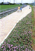 ピンク色の花畑が手前にあり、2人の親子が道を歩いている、黒沼用水の様子の写真