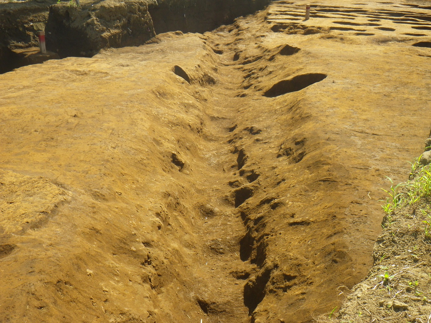 地面の一部が凹んだ溝が奥へと長く続いている調査区南部の溝跡の写真