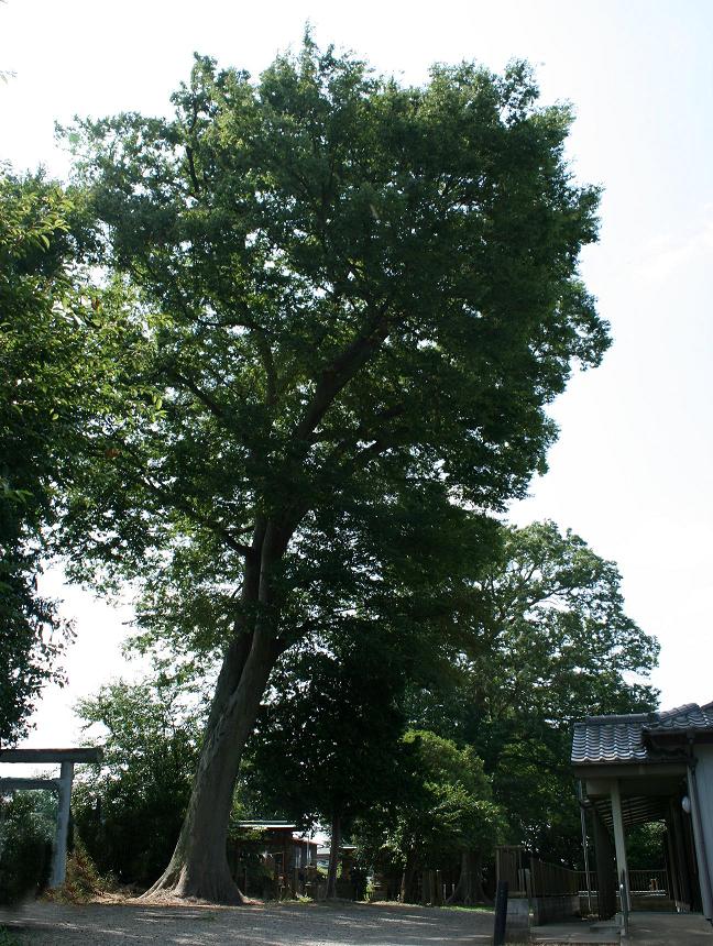 太い幹の大ケヤキの木が境内にそびえ立っている写真