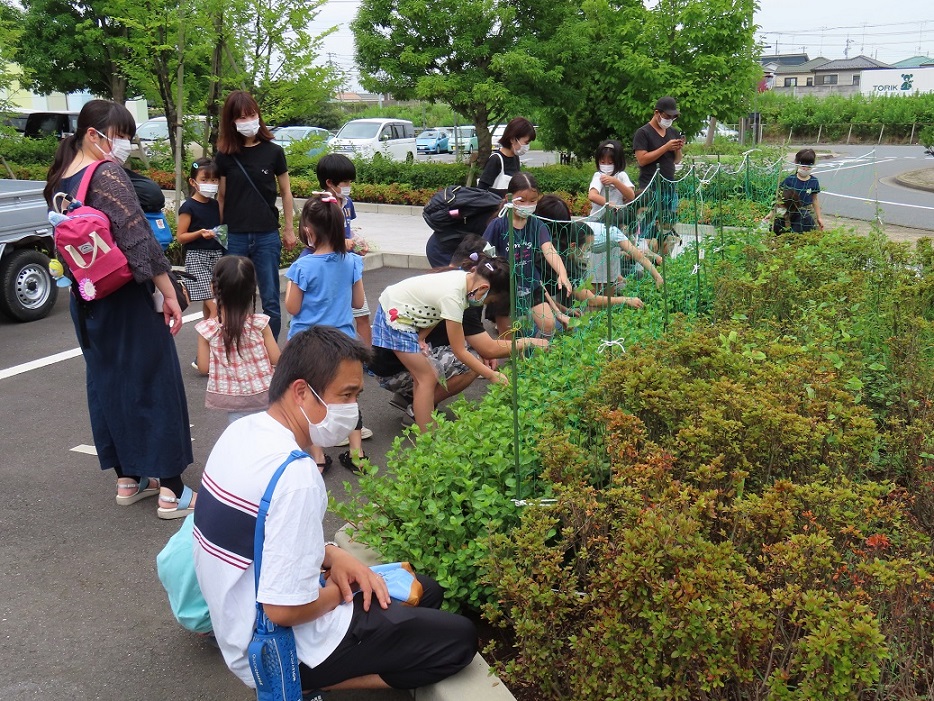 駐車場の横にある花壇に生えた藍の花を摘む子供たちと保護者の方々の写真