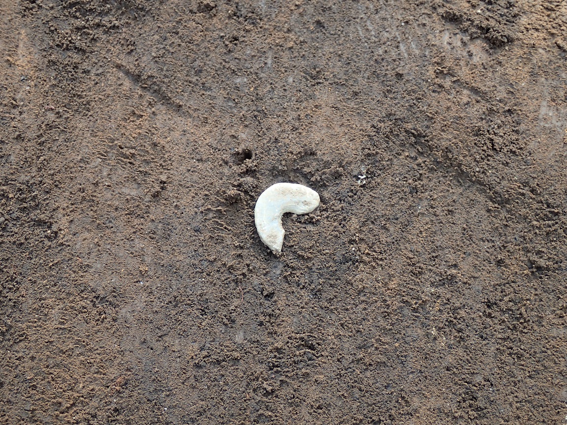 土の上に置かれた白いペンダントの写真