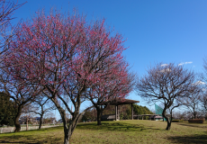 芝生の広場にある東屋とその傍に立っている、ピンク色の花が咲いた梅の木の写真