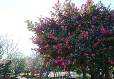 鮮やかなピンク色の花が咲いているサザンカの写真