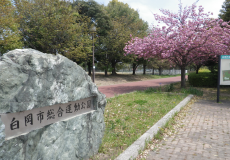 「白岡市総合運動公園」と書かれた看板とピンク色の花を咲かせたサトザクラの写真