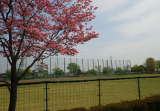 フェンスの奥に見える芝生の運動広場とピンク色の花を咲かせたハナミズキの写真