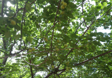 木の枝に実がなっている梅の木の写真