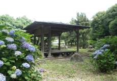 庭園の中の東屋と紫色の花が咲いたアジサイの写真