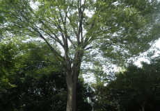 緑色の葉が生い茂り、大きく枝を広げたケヤキの木の写真