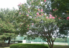 ピンク色の花が咲いているサルスベリの木の写真