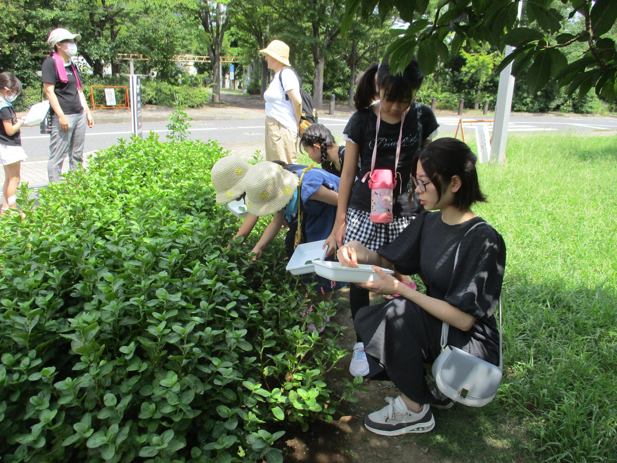 藍の葉を摘むところから体験しました