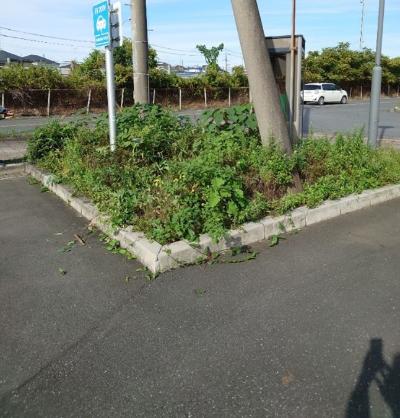 除草前