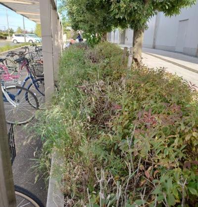 除草前