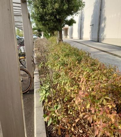 除草後